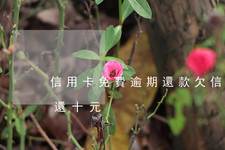 信用卡免費逾期還款(欠信用卡逾期別怕每月還十元)