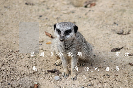 信用卡全逾期沒錢還有什么后果(信用卡全逾期沒錢還有什么后果)