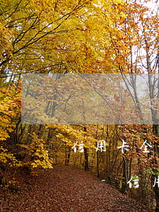 信用卡全部逾期暫時(shí)還不上怎么辦-信用卡全部逾期暫時(shí)還不上怎么辦呢