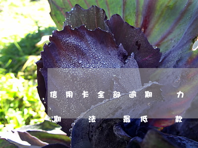 信用卡全部逾期無力償還怎么辦(當信用卡逾期無法還最低還款該怎么處理)
