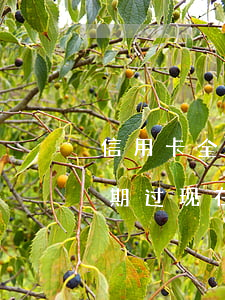 信用卡全面逾期后全款买车(我以前信用卡逾期过,现在贷款买车可以吗)