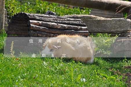 信用卡兩年內(nèi)逾期9次房貸(房貸逾期8次)