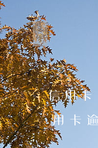信用卡兩年逾期15次可以房貸嗎(兩年前信用卡逾期過一次,現(xiàn)在可以貸款買房嗎)