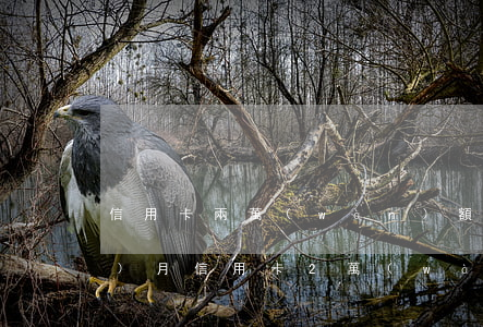 信用卡兩萬(wàn)額度逾期一個(gè)月(信用卡2萬(wàn)逾期三個(gè)月會(huì)怎么樣)