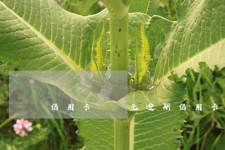 信用卡兩萬元逾期(信用卡兩萬元逾期)