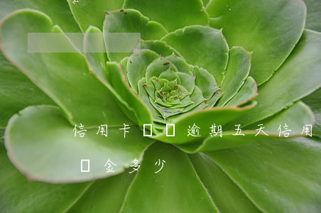 信用卡兩萬逾期五天(信用卡兩萬逾期五天違約金多少)