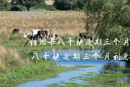 信用卡八千块逾期三个月利息多少-信用卡八千块逾期三个月利息多少钱