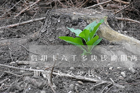信用卡六千多块钱逾期两个月(信用卡6千逾期一天多少钱)