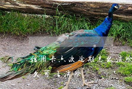 信用卡六次逾期怎么消除(信用卡逾期多次多久可以消除)