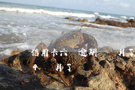 信用卡六萬逾期兩個月了(信用卡6萬多逾期4個月了)