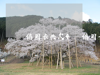 信用卡共欠4萬(信用卡共欠4萬元怎么辦)
