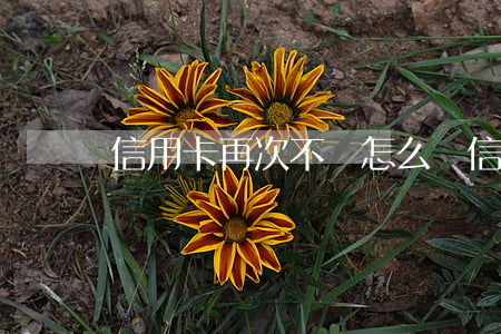 信用卡再次不還怎么辦(信用卡不還了)