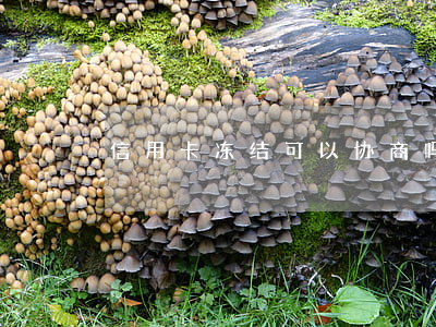 信用卡冻结可以协商吗