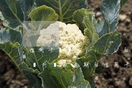 信用卡凍結(jié)后逾期一天怎么辦-銀行貸款逾期后信用卡凍結(jié)了怎么辦