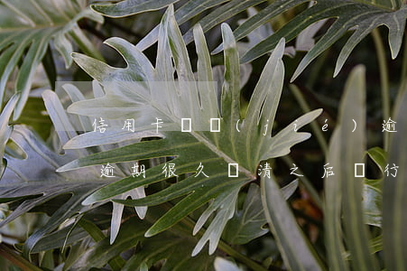 信用卡凍結(jié)逾期最低還款(信用卡逾期很久還清之后銀行卡被凍結(jié))