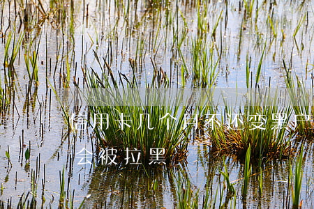 信用卡几个月不还变黑户(信用卡几个月不还会被拉黑)