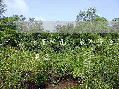 信用卡几天后不还会怎么样(欠信用卡多久不用还)