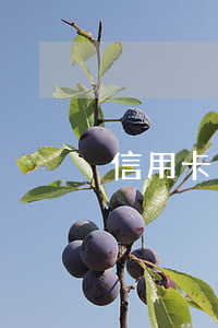 信用卡出現(xiàn)多次逾期怎么辦