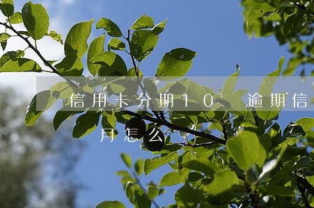 信用卡分期10萬逾期 信用卡10萬逾期三個月怎么辦