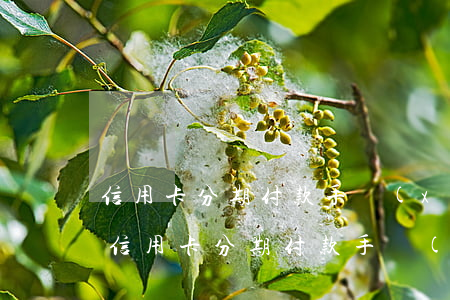 信用卡分期付款手續(xù)費(fèi)(信用卡分期付款手續(xù)費(fèi)是利息嗎)
