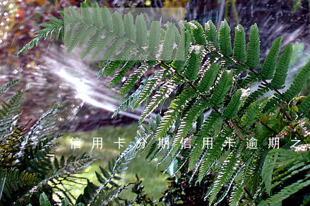 信用卡分期（信用卡逾期之后不可以分期了）