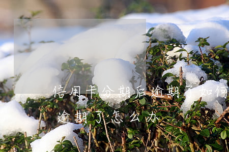 信用卡分期后逾期了如何处理(分期的信用卡逾期了怎么办)