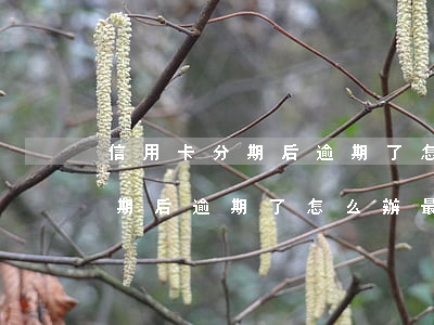 信用卡分期后逾期了怎么辦最快-信用卡分期后逾期了怎么辦最快還款