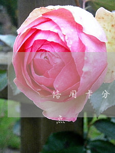 信用卡分期哪家划算 信用卡分期哪家划算一点