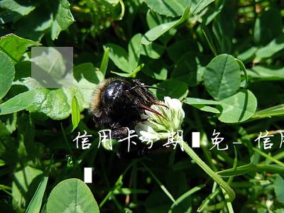 信用卡分期減免-信用卡分期手續(xù)費