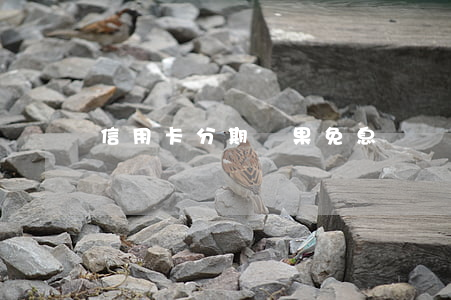 信用卡分期蘋果免息
