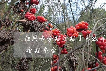 信用卡分期逾期了怎么算本金 怎么查信用卡逾期本金