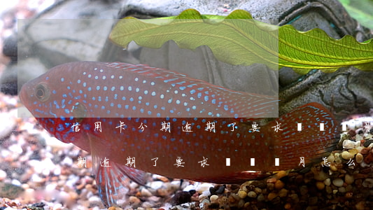 信用卡分期逾期了要求還兩個月-信用卡分期逾期了要求還兩個月怎么辦