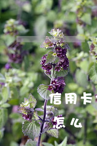 信用卡分期逾期后怎么解決 分期貸款逾期了怎么辦