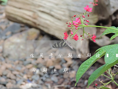信用卡分期逾期被凍結(jié)-銀行卡分期逾期