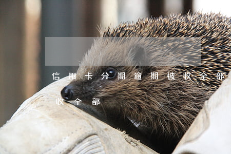 信用卡分期逾期被收全部(信用卡分期逾期被收全部)