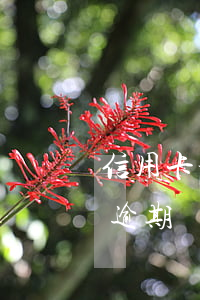 信用卡分期逾期還不清最低額度(信用卡分期逾期還不清最低額度)