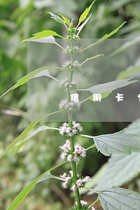信用卡分期還是逾期嗎