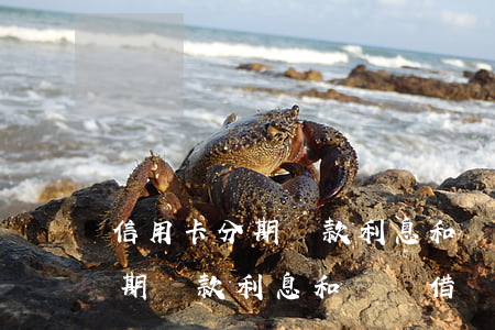信用卡分期還款利息和螞蟻借唄-信用卡分期還款利息和螞蟻借唄一樣嗎
