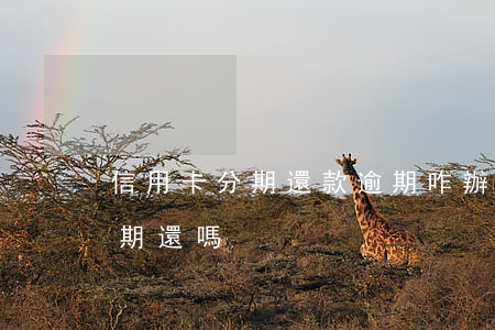 信用卡分期還款逾期咋辦(信用卡逾期還能分期還嗎)