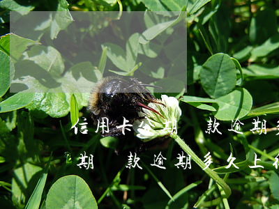 信用卡分期還款逾期多久上征信-信用卡分期還款逾期多久上征信