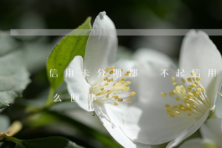 信用卡分期都還不起 信用卡分期都還不起怎么回事