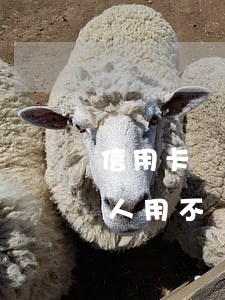 信用卡別人用不還了怎么辦(把信用卡借給別人用不還怎么辦)
