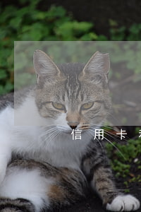 信用卡利息15万6