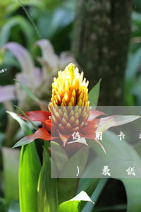 信用卡利息9厘9高嗎(信用卡9萬(wàn)最低還款利息多少)