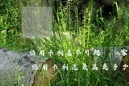 信用卡利息不可超過(國家規(guī)定的信用卡利息最高是多少)