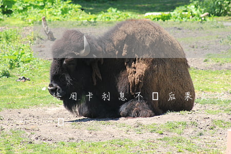 信用卡利息不還后果(欠信用卡利息可以不還嗎)