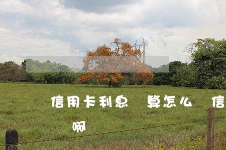 信用卡利息亂算怎么辦 信用卡利息亂算怎么辦啊