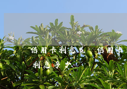 信用卡利息五萬(信用卡五萬一個(gè)月利息多少)