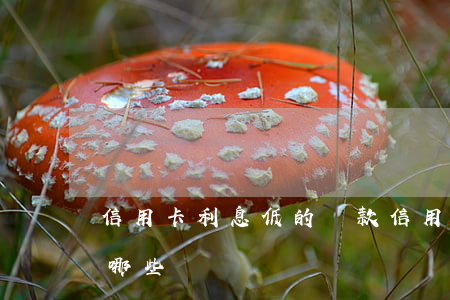 信用卡利息低的貸款(信用卡利息低的貸款有哪些)