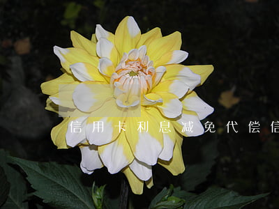 信用卡利息减免代偿（信用卡利息减免代偿）